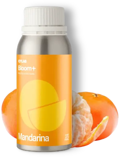 Mandarina - Bloom+